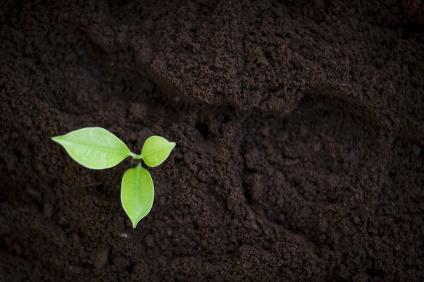 Growing small plants grown in pots